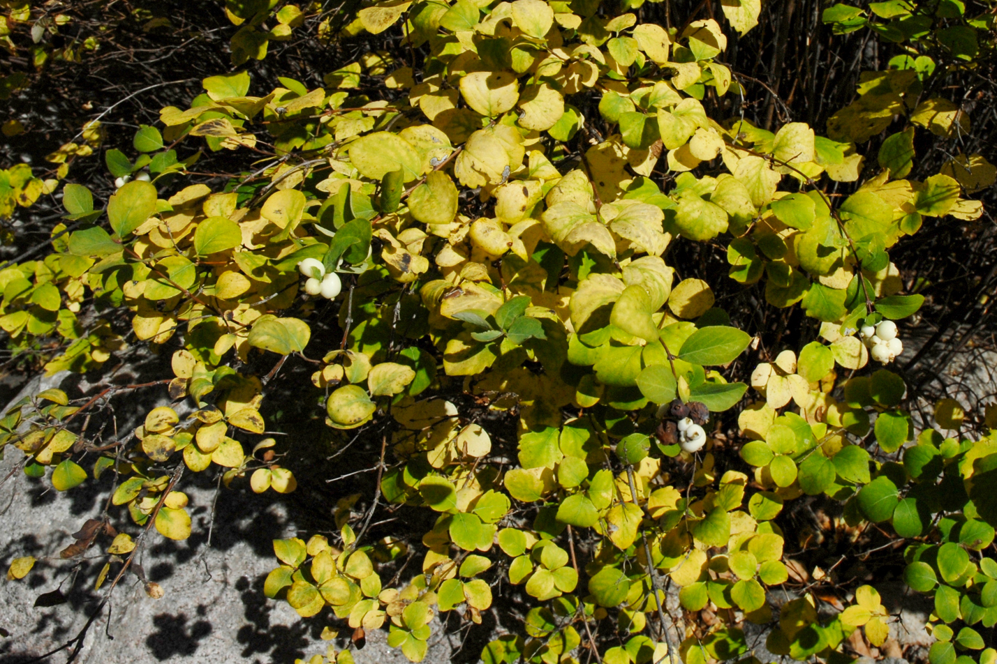 Common Snowberry